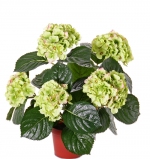 Hortensia 36cm groen